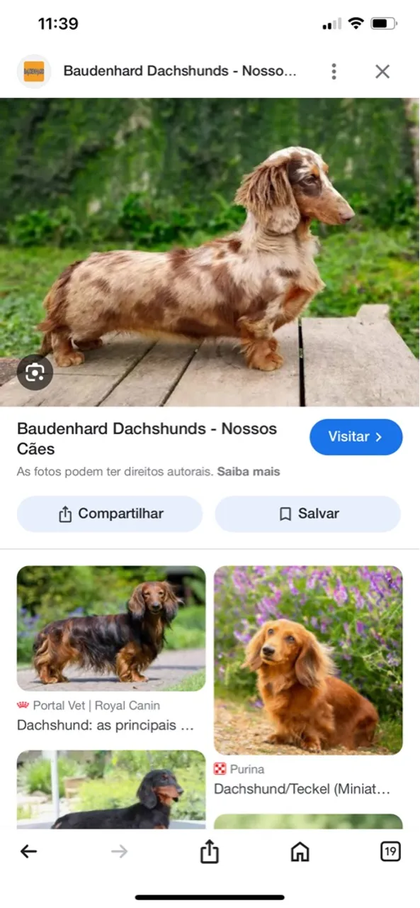 Praucuro Dachshund macho pelo longo pra cruzar com a minha 
