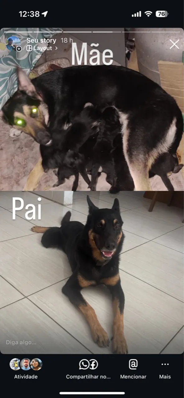 Filhotes de Pastor Alemão