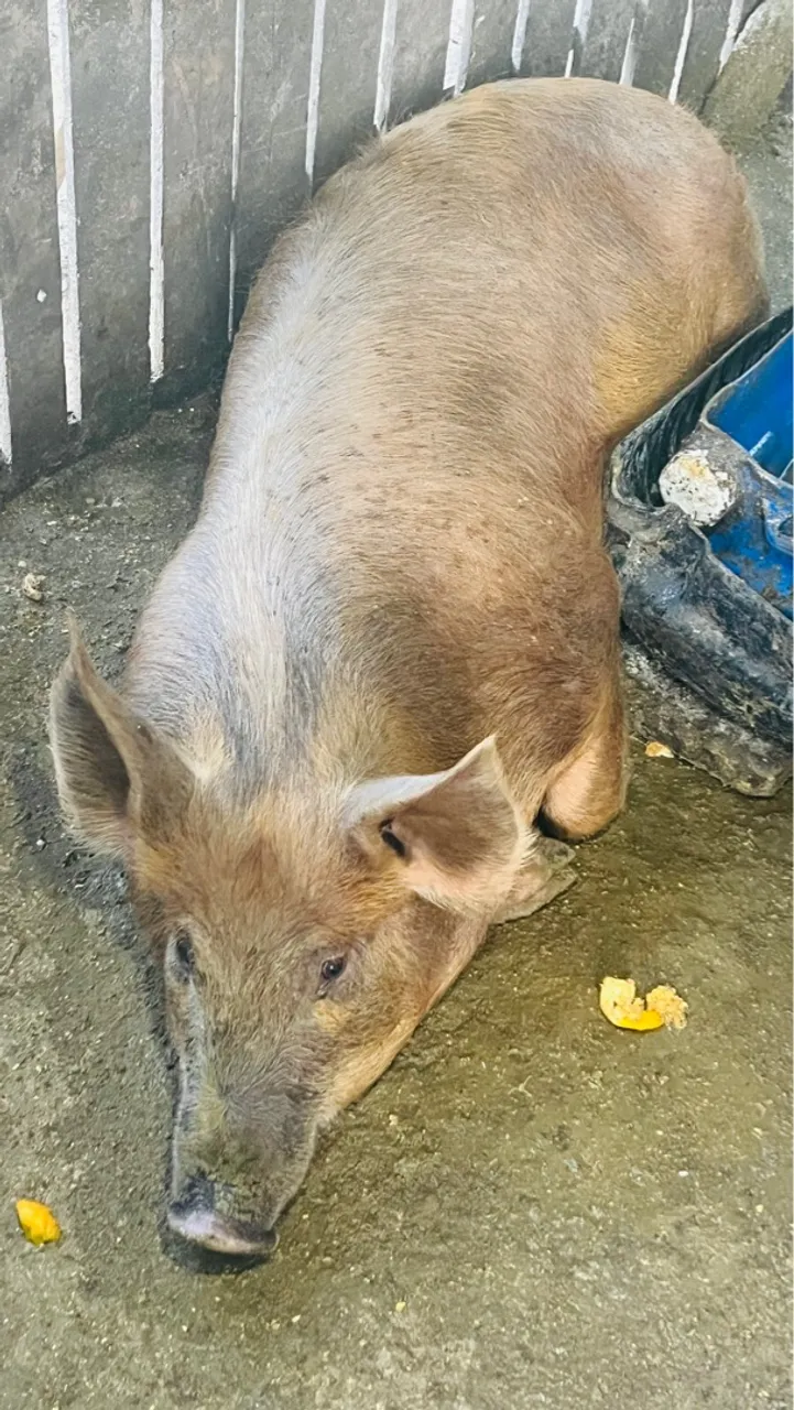Porcos caipira 4 pernil  para criação e abate 