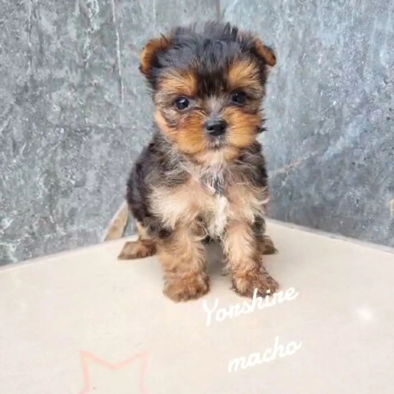 Filhotes de yorkshire  - Foto 4