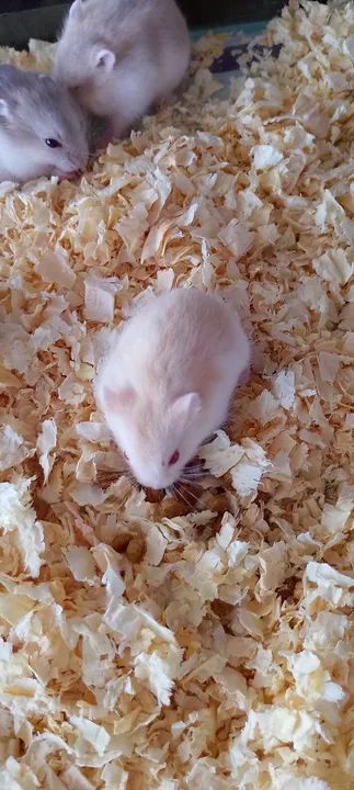 Hamster Anão Russo 