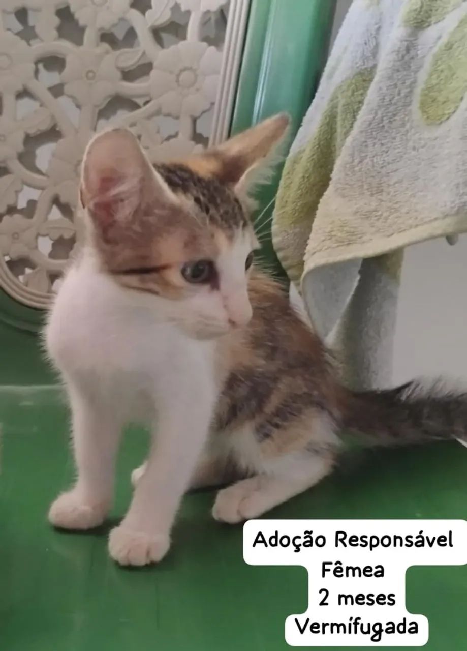 Gatinhos para adoção Responsável  - Foto 5