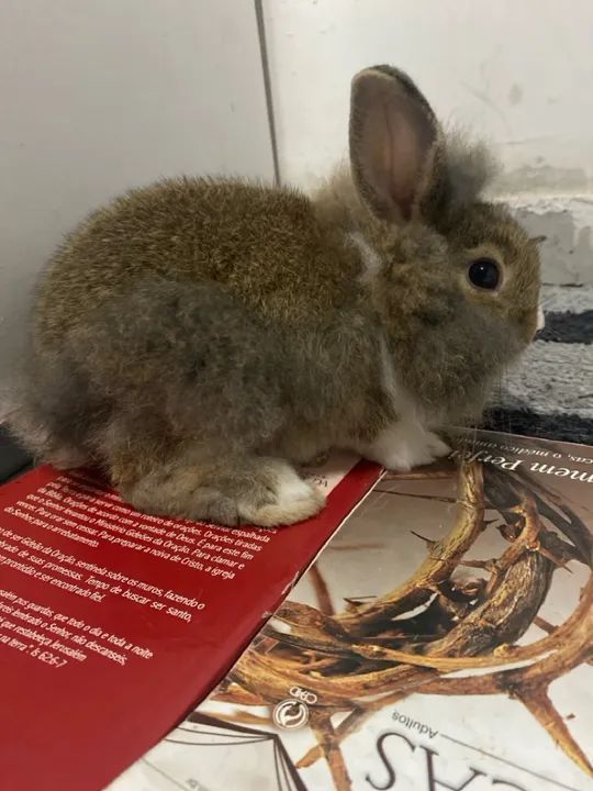 Coelhinho fofinho para adoção