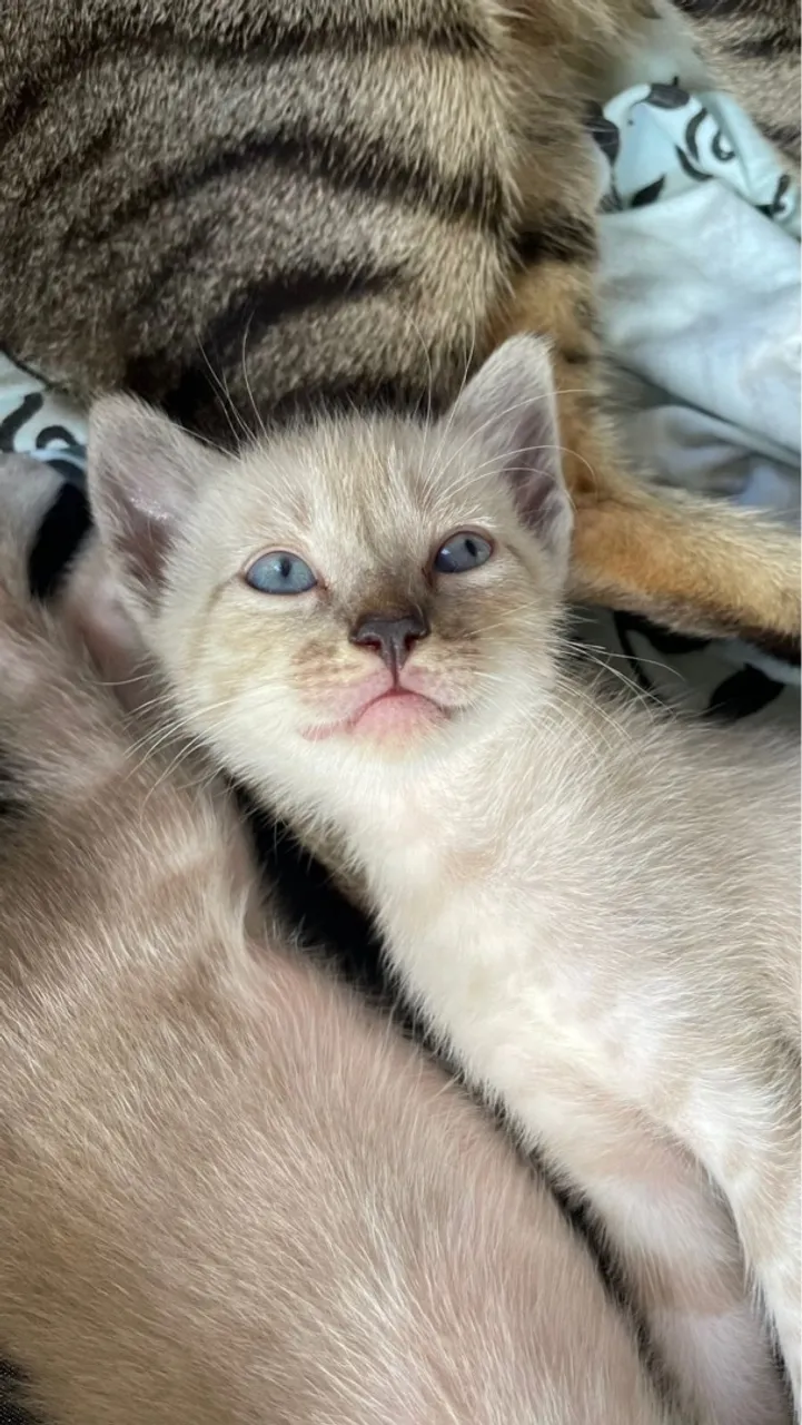 Gatinhos fofinhos para adoção