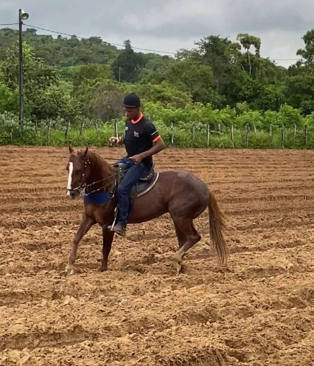 cavalo de direita quarto de milha qm 