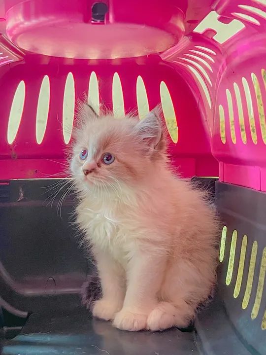 Filhote de gato persa misturado com angorà, super peludinho.  - Foto 2