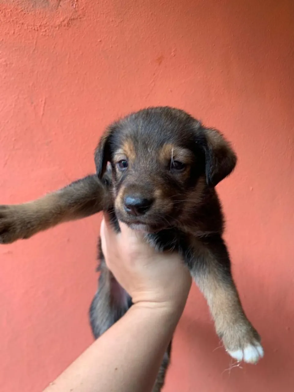Filhote de cão adorável
