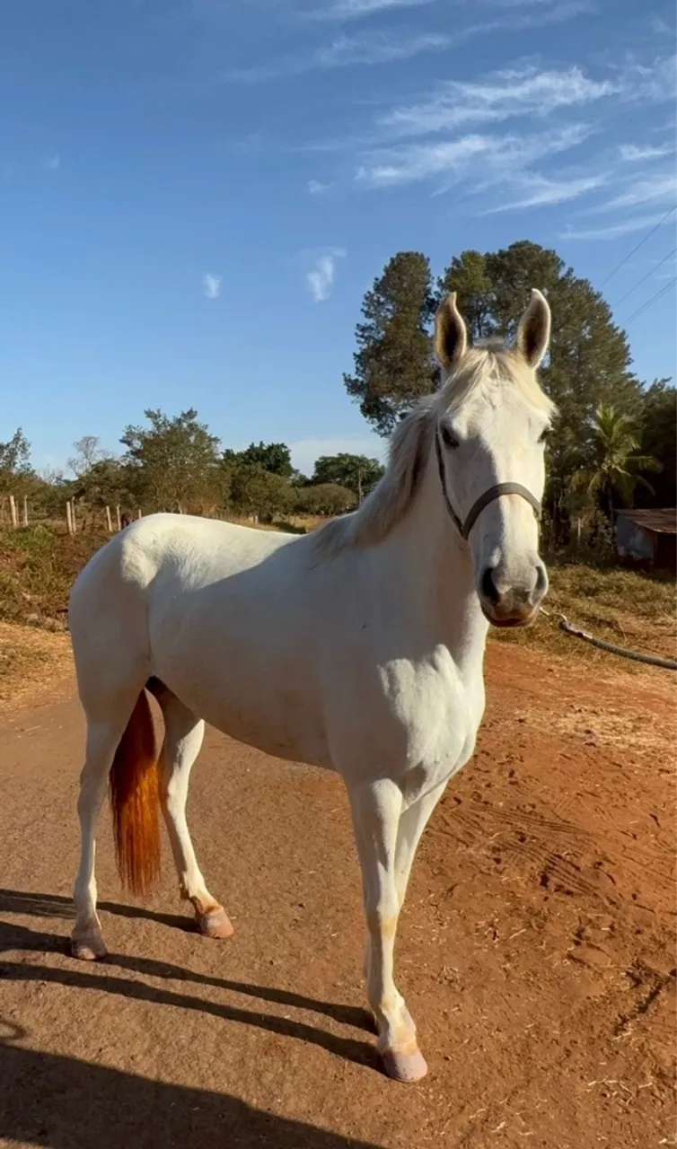 Cavalo branco