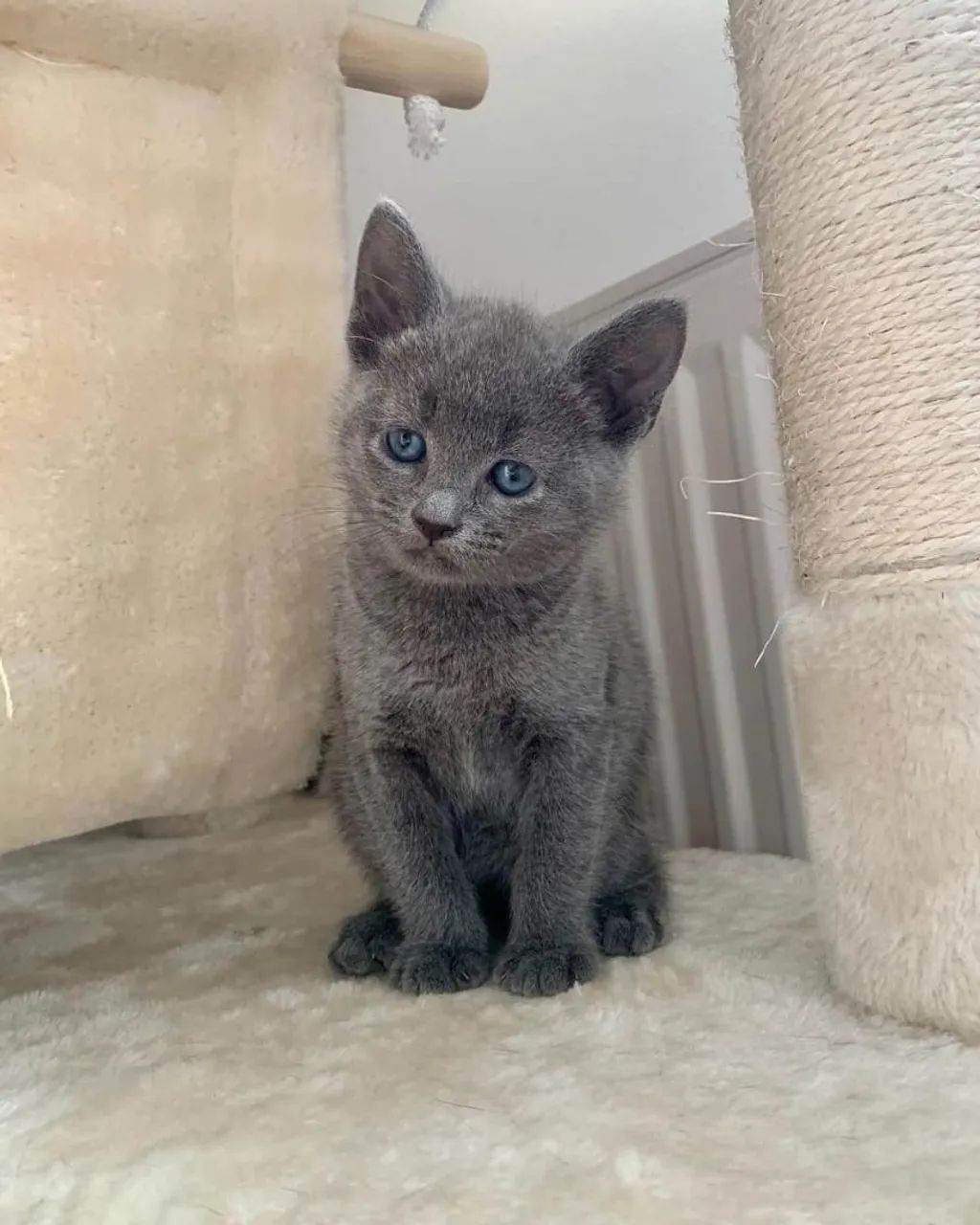 Russian Blue filhotes 2 meses  - Foto 3
