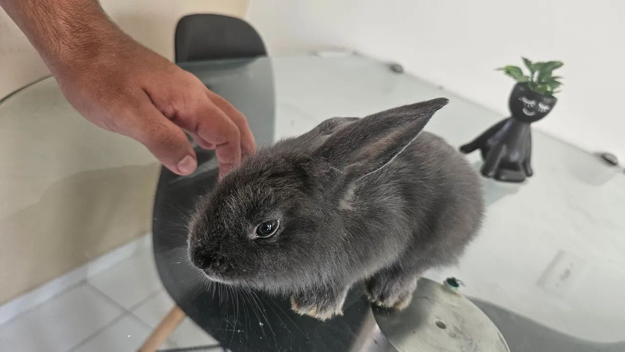 Mini coelho - Foto 3