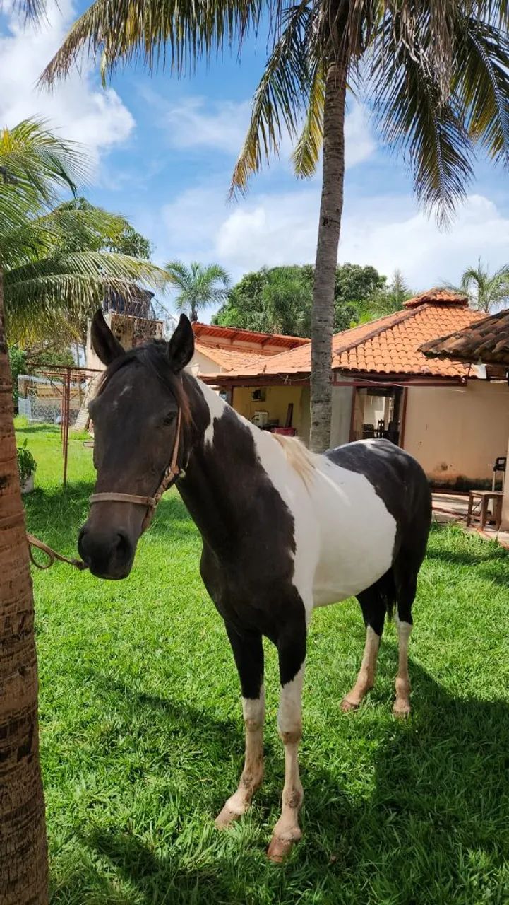 Egua manga larga pampa de preto