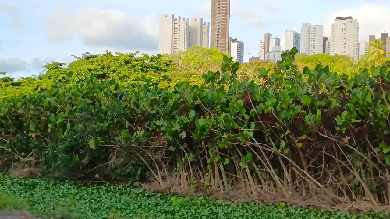 Vendo Granja Dentro de João Pessoa  - Foto 3