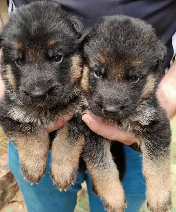 Filhotes de Pastor Alemão