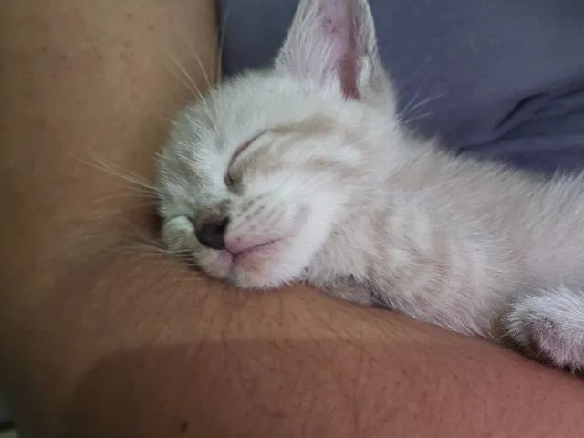 Filhote de gato - Foto 5