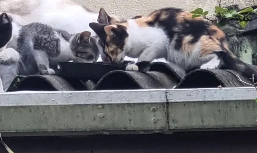 Filhotes de gatos para adoção responsável 