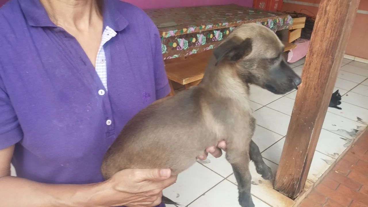 Filhote raça pequena para doação  - Foto 2