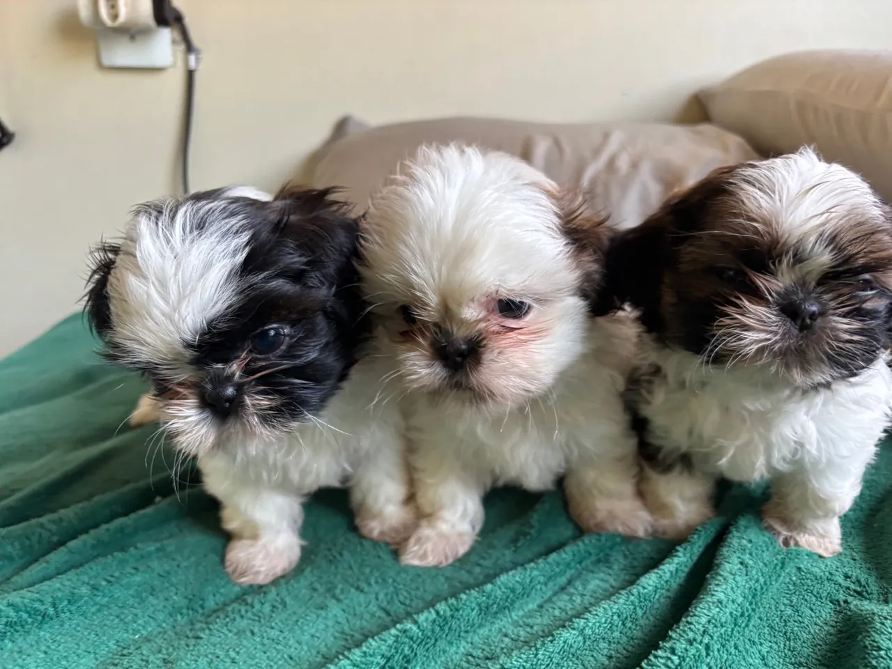 Filhotes Shih Tzu Lindos e Fofinhos!