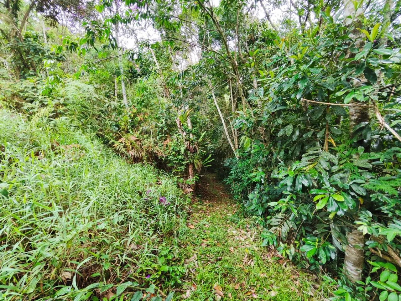180.000 m2 de natureza à venda em Teresópolis, Vargem Grande, perto do Hotel Le Canton. - Foto 5