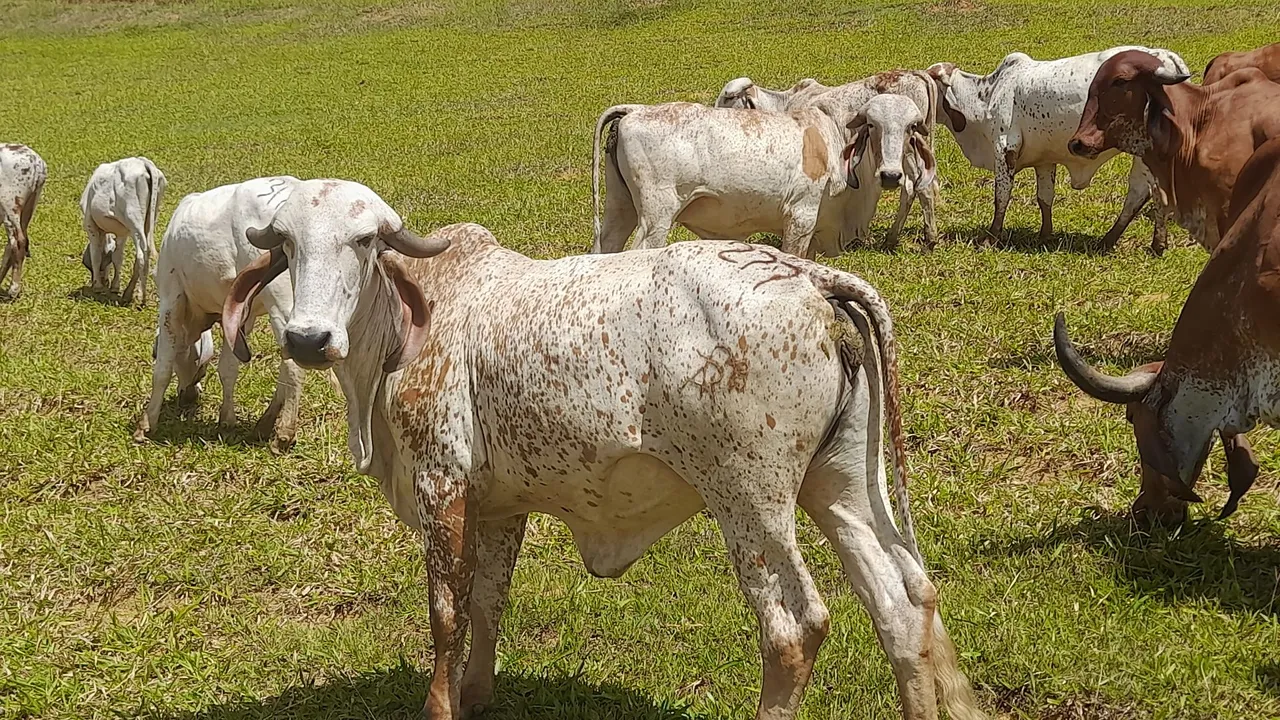 Novilhas gir leiteiro 