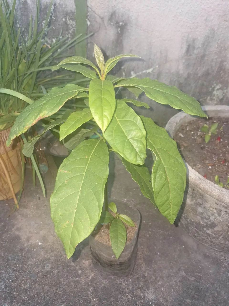 Muda de Abacate - Foto 3