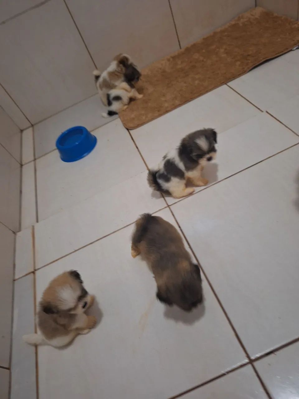 Vendo cachorrinhos  - Foto 5