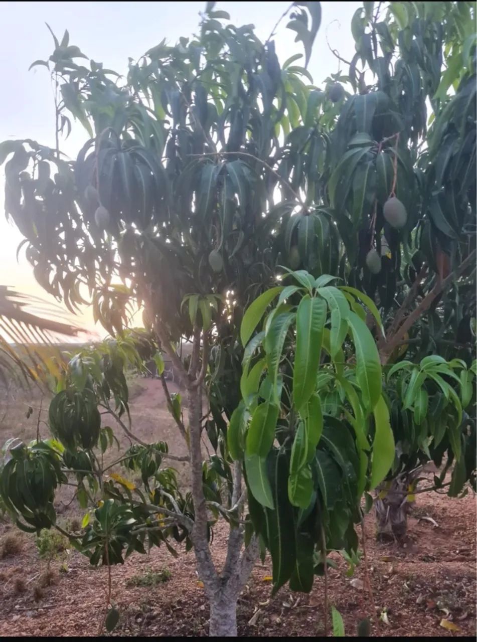 Sítio em Santanopolis  - Foto 2