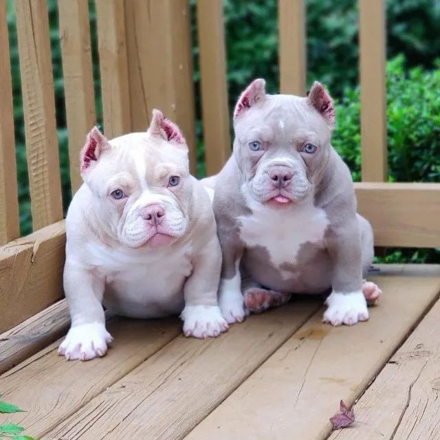 American Bully Filhote Forte e Saudável