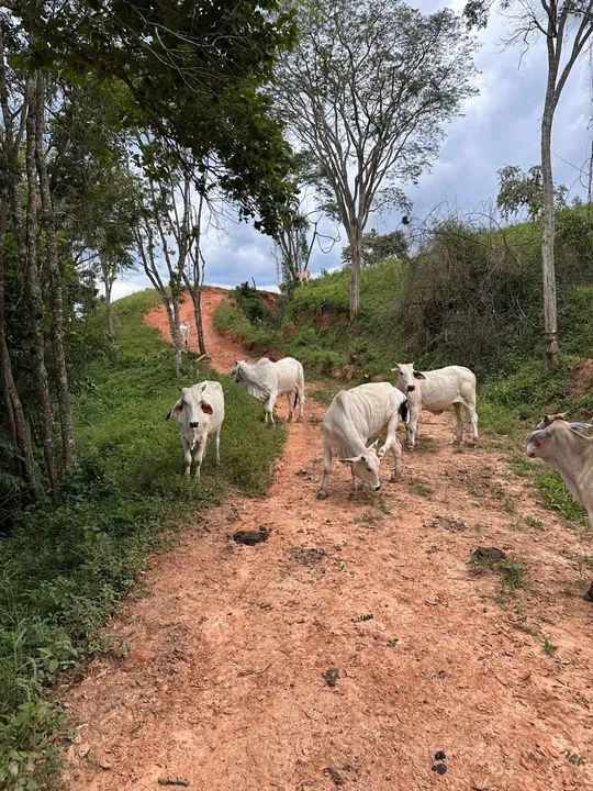Vendo novilhas  - Foto 4