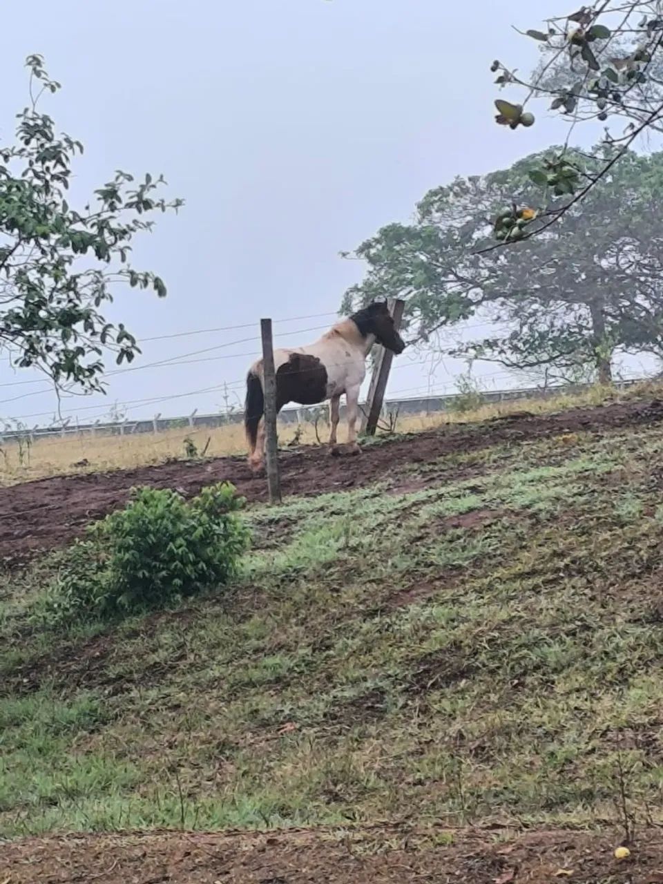 Pônei inteiro pra venda
