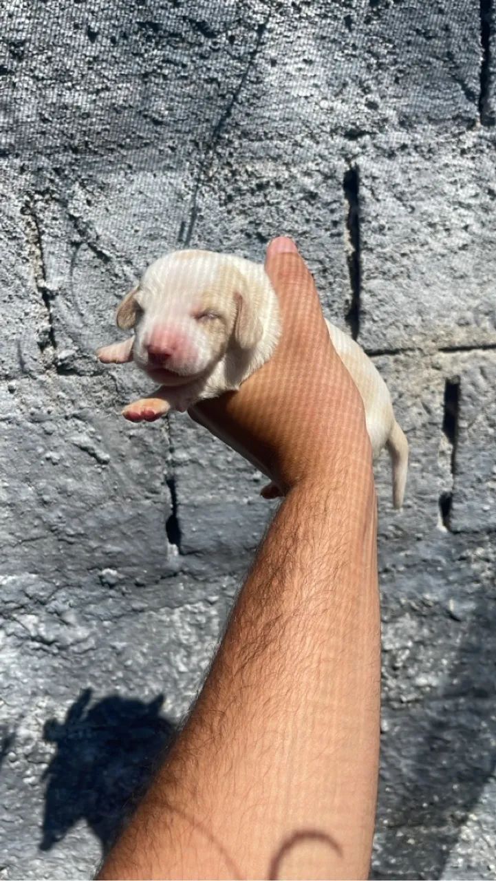 Beagles disponível - Foto 3