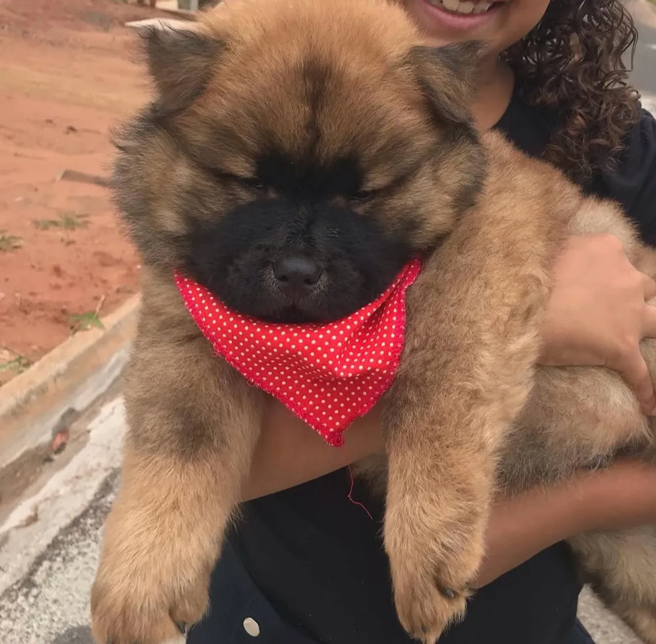 filhotes de chowchow 