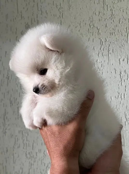 Cachorro filhote Spitz alemão - Foto 4