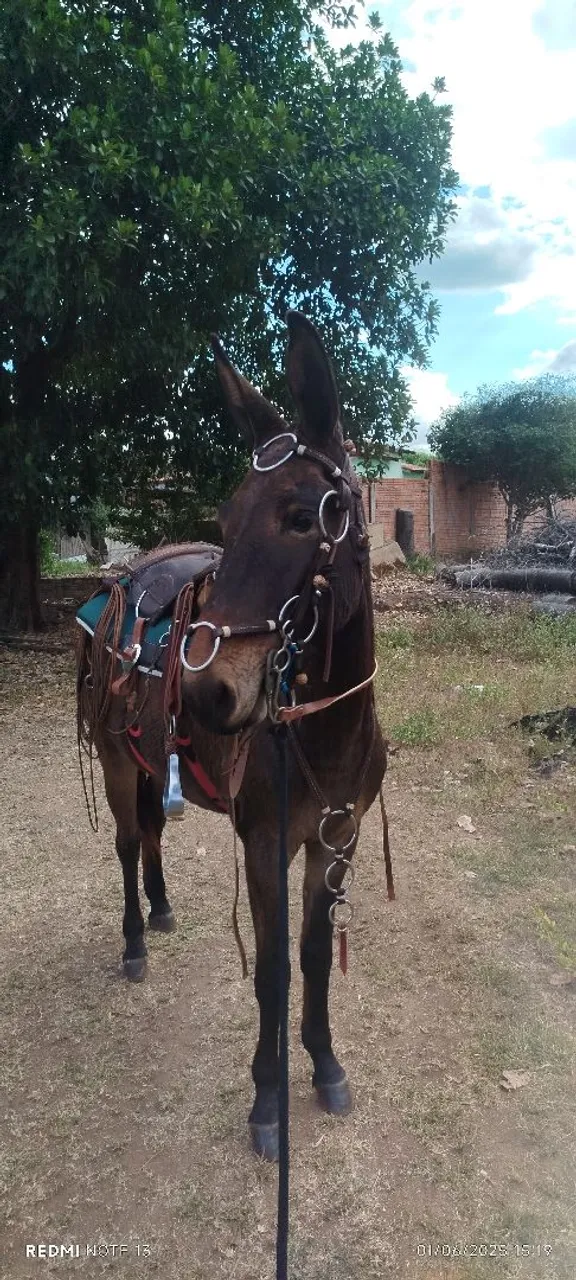 Traia de frente