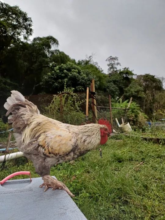 Frango  gris cendre, com  7 meses  - Foto 3