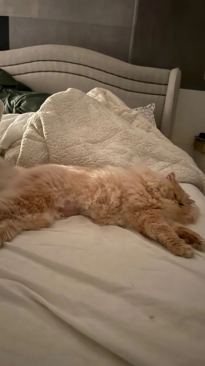 Gato persa  - Foto 3