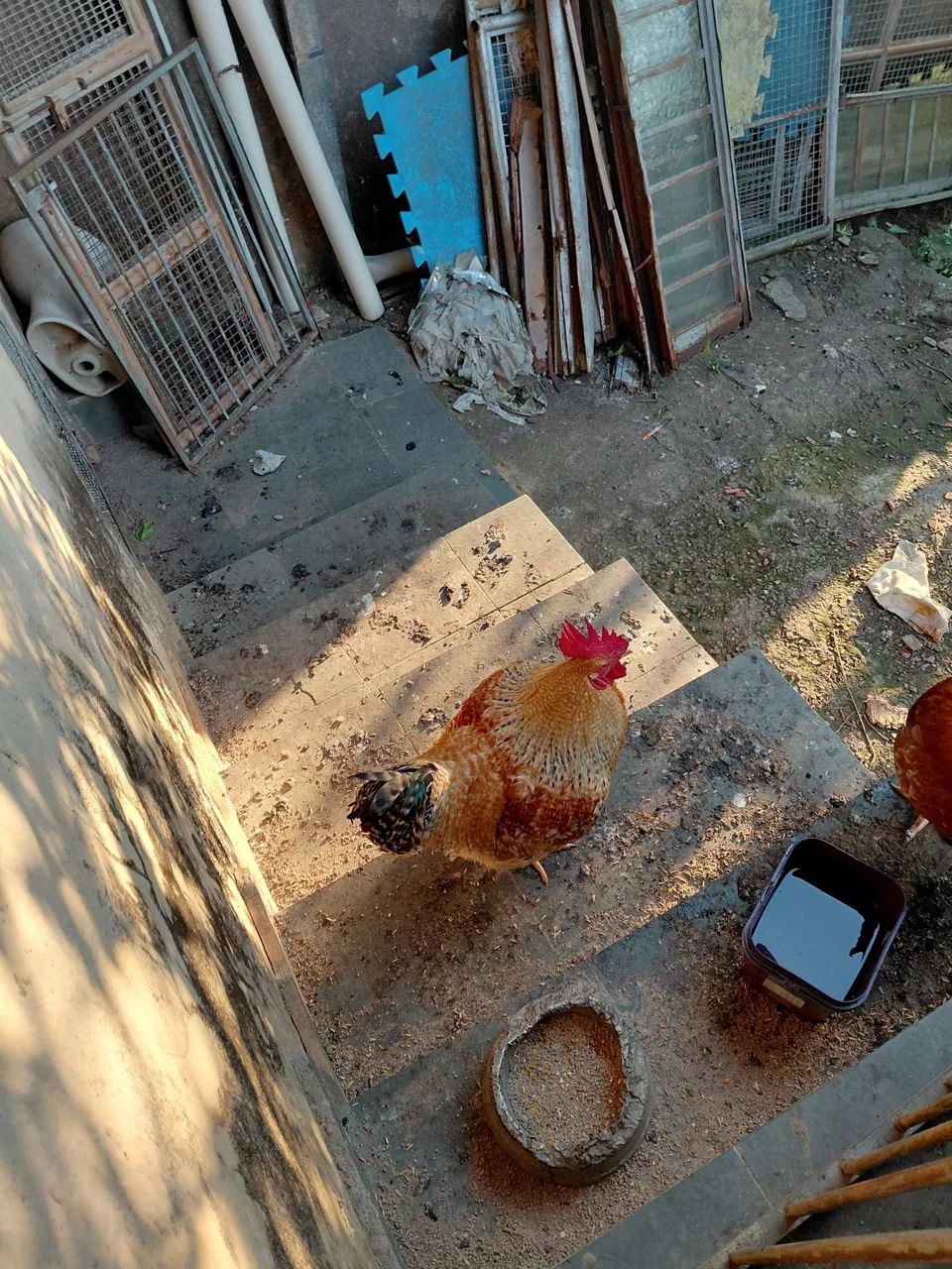 Frango caipira  - Foto 4