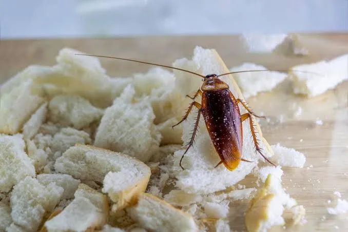 Dedetização contra barata em Goiânia 