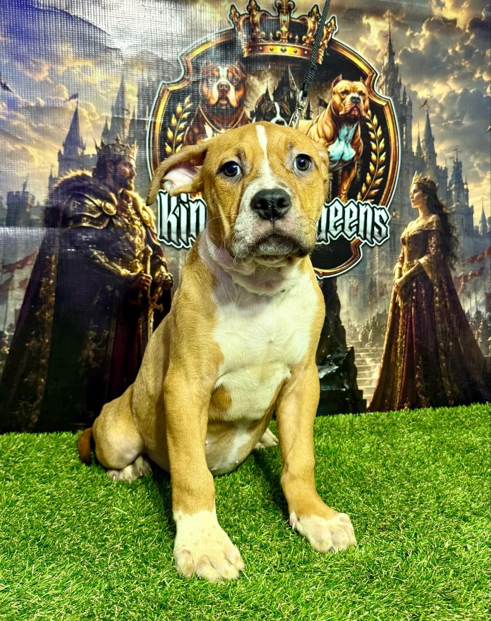Macho Disponível 