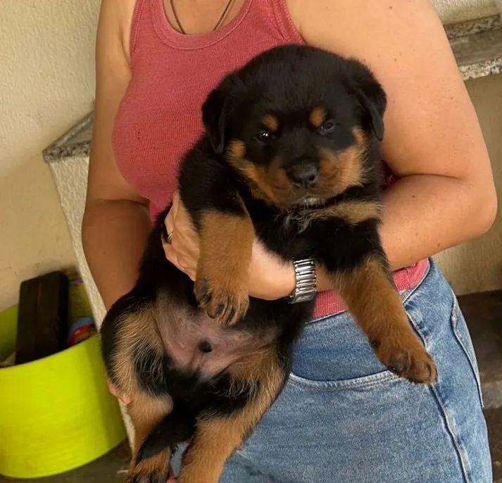 Cachorro 