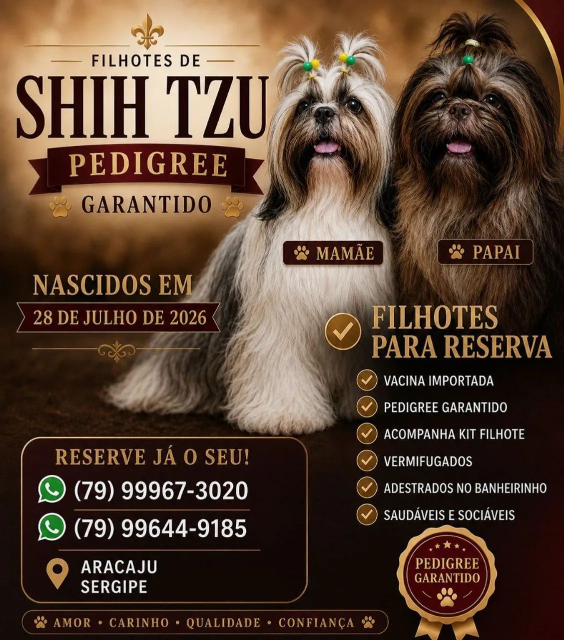 Shitzu filhotes  - Foto 2