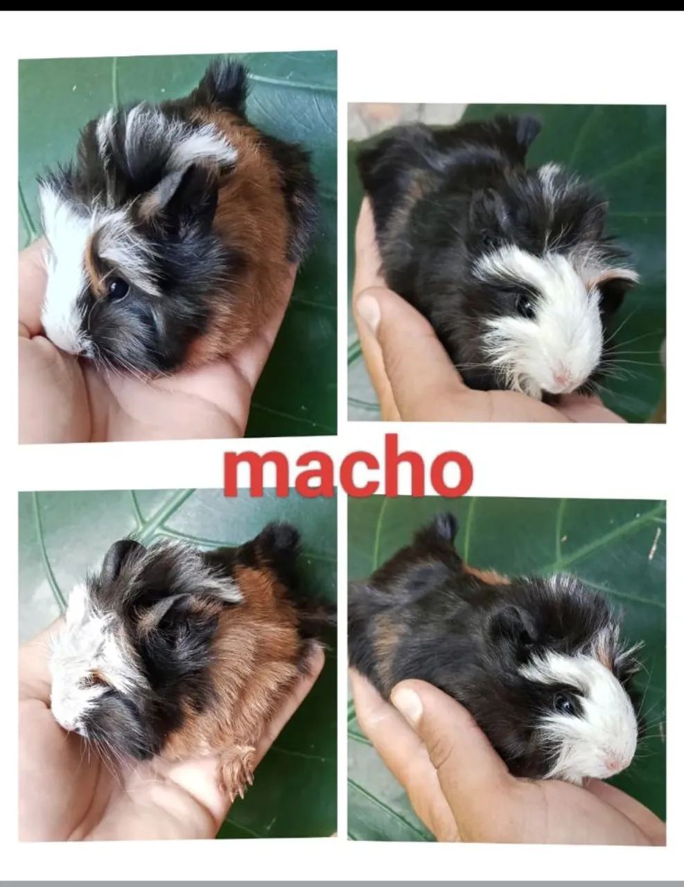 Baby Guinea Pig