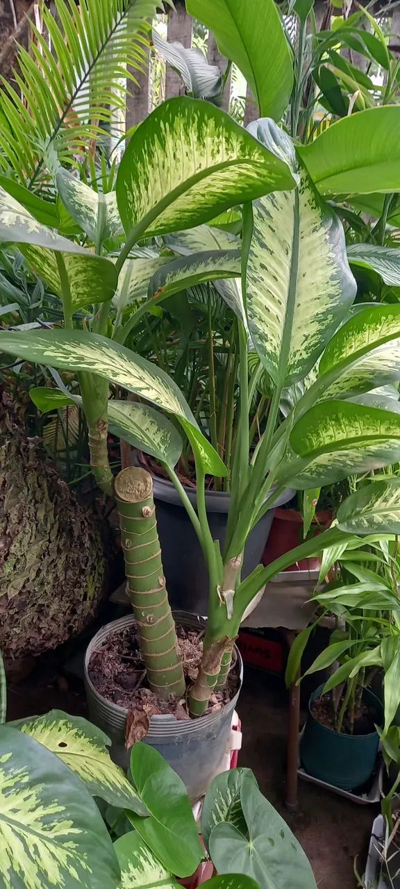 Vendo plantas diversas. - Foto 3