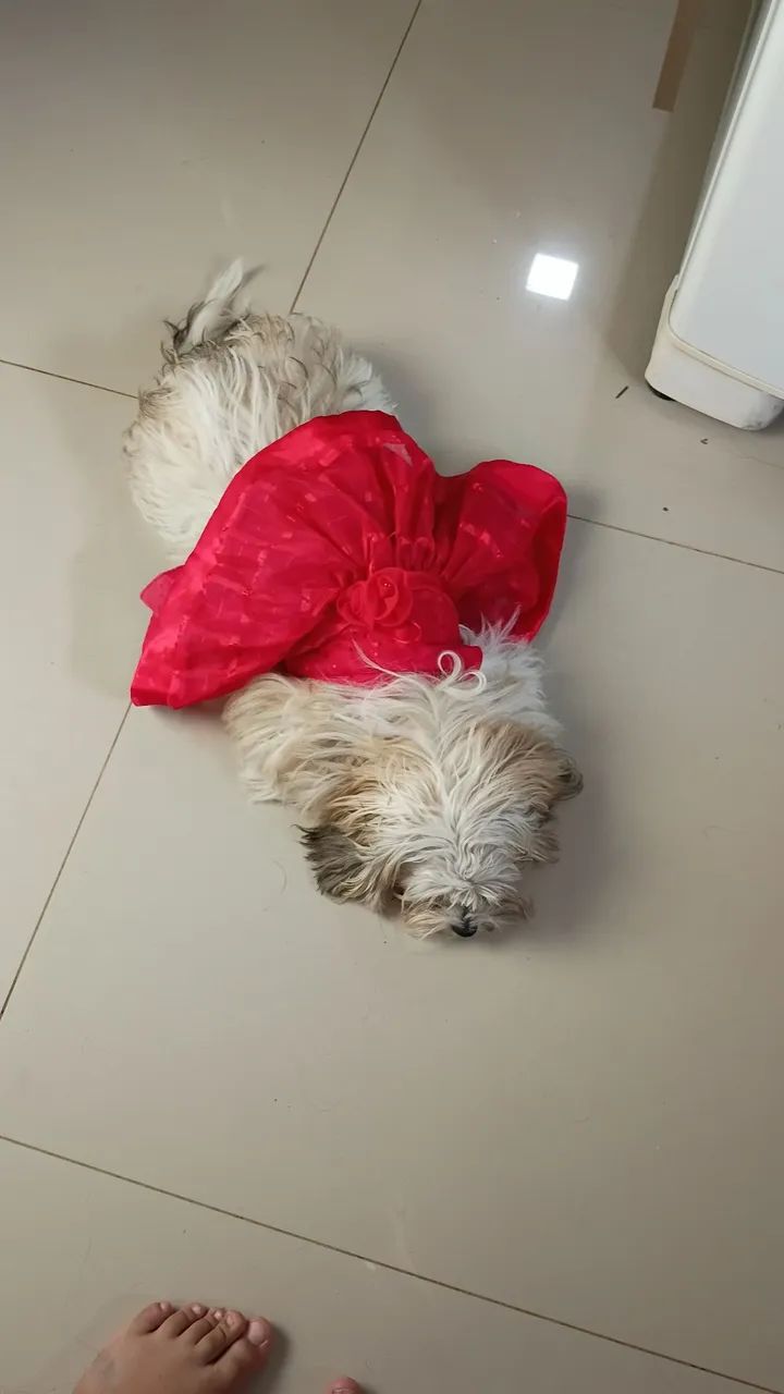 Fêmea para cruzar - Foto 5