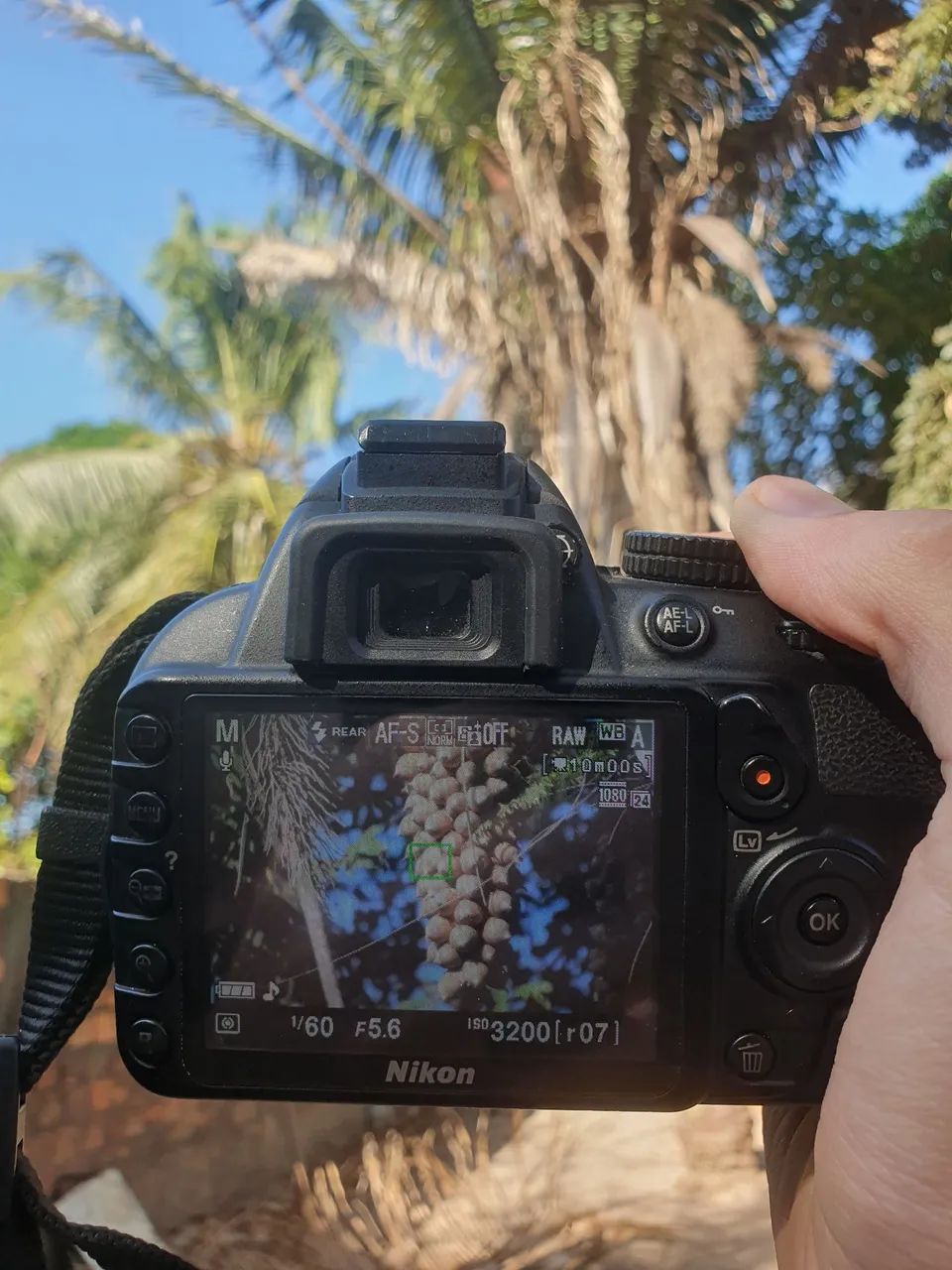 Nikon D3100 + 55-200mm VR - Câmeras e Filmadoras - Raposa