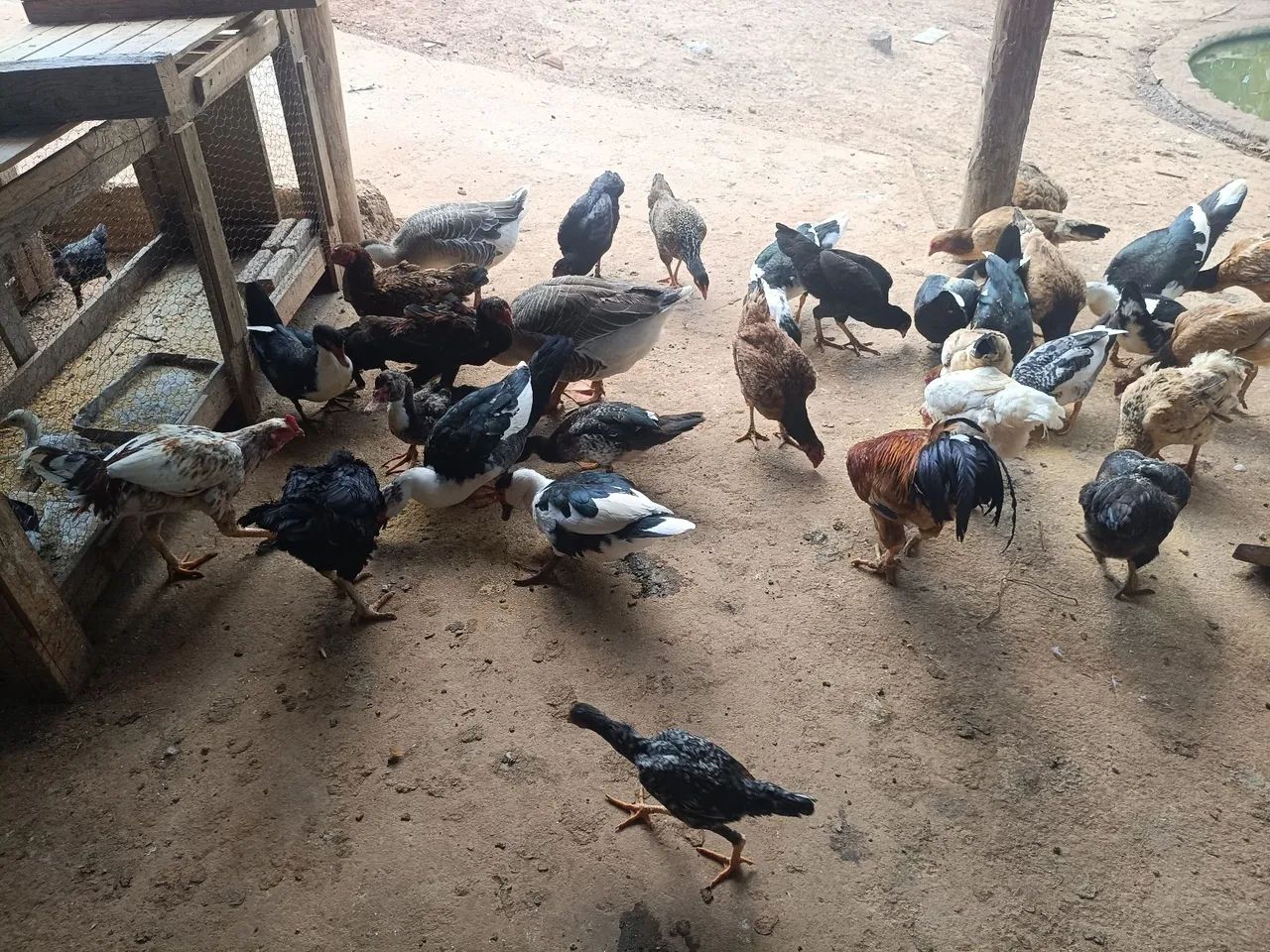 Vendo patos e galinhas - Foto 2