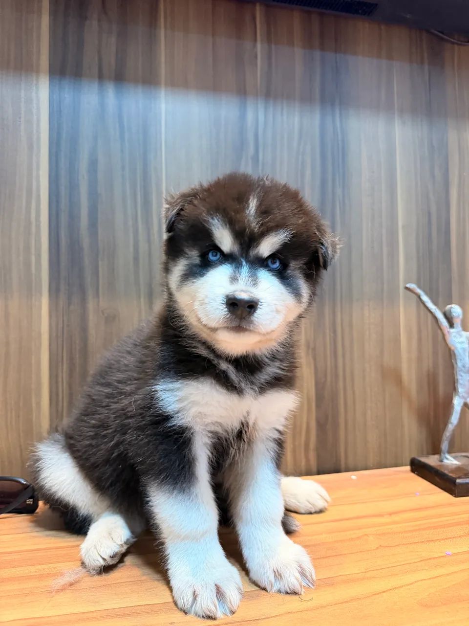 Husky siberiano  - Foto 2