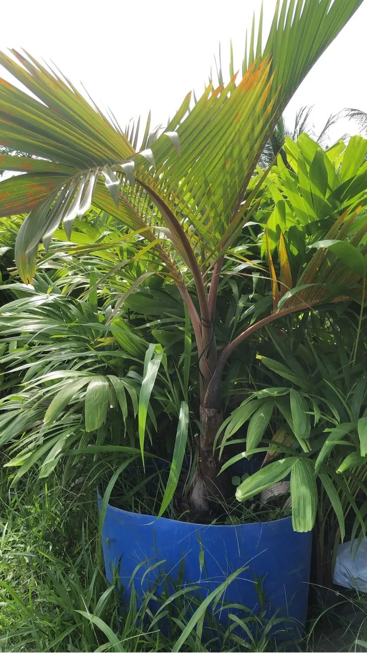 Palmeira garrafa  - Foto 5