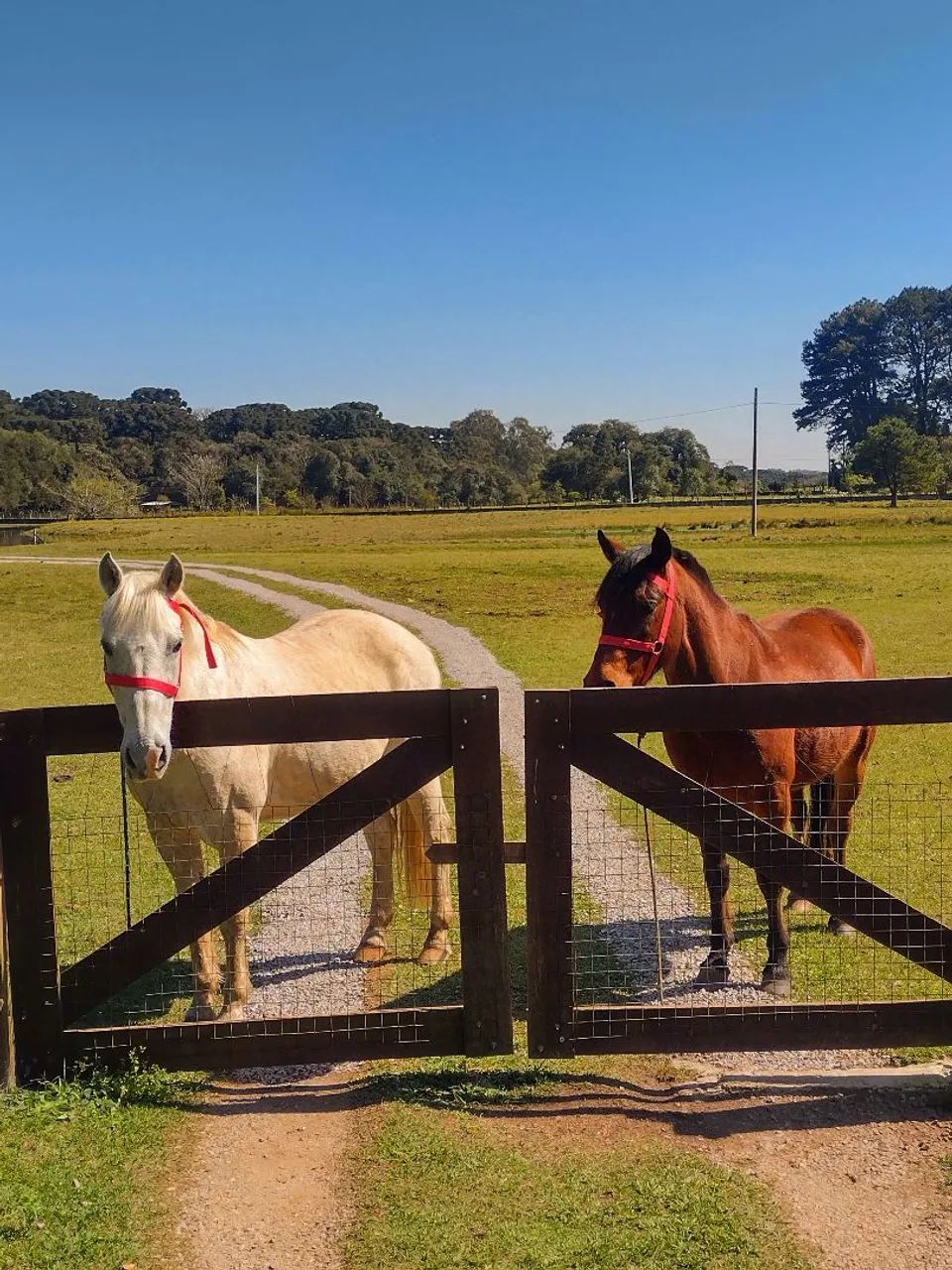 Cavalo Crioulo - Foto 4