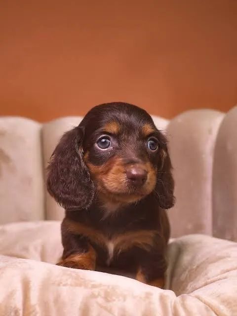 Dachshuand macho pelo longo choco tan 