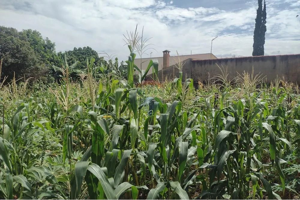 Terreno em Cosmópolis à venda - Foto 5